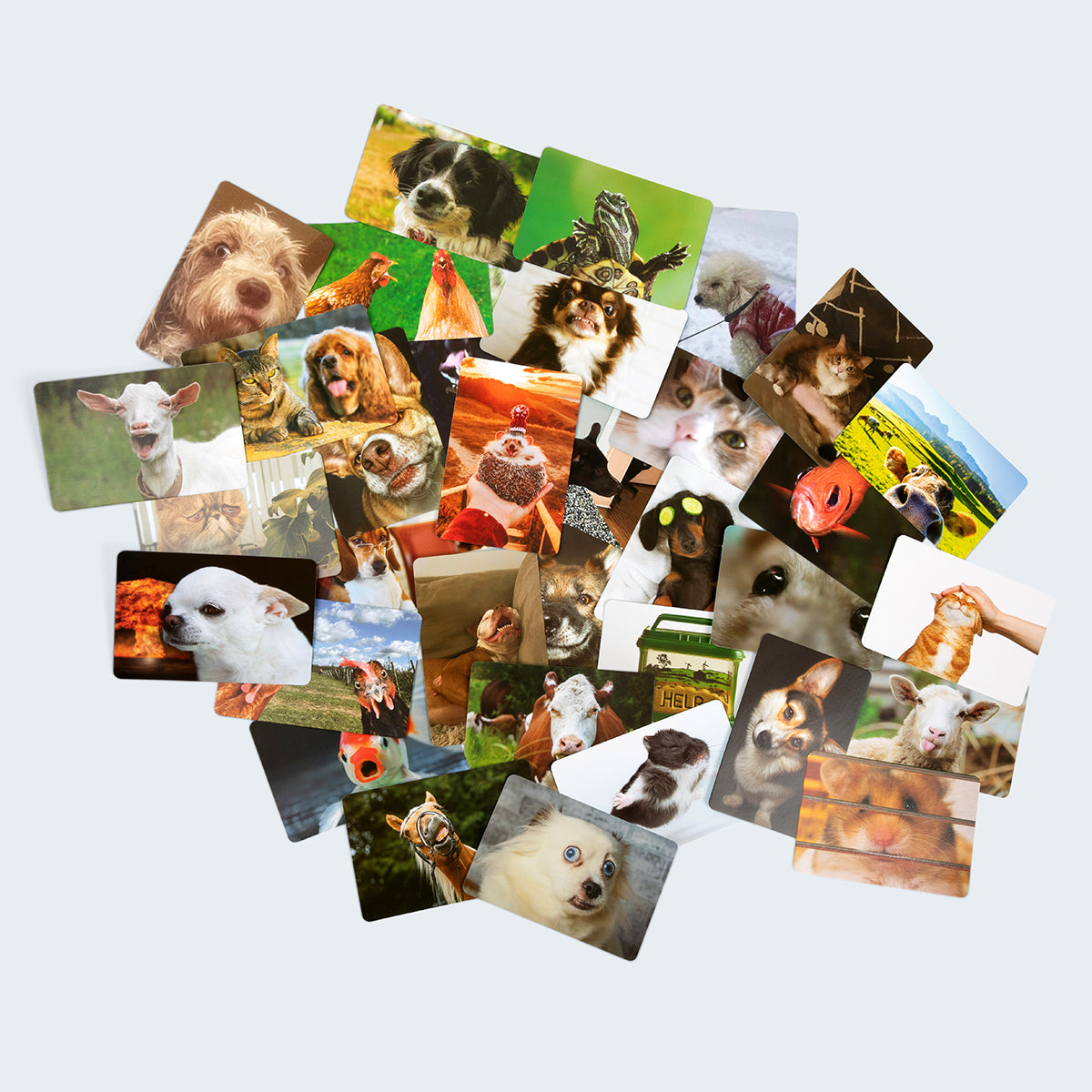 What Do You Meme? Family Pets Only Edition – A Hilarious Meme Game for Kids and Families
